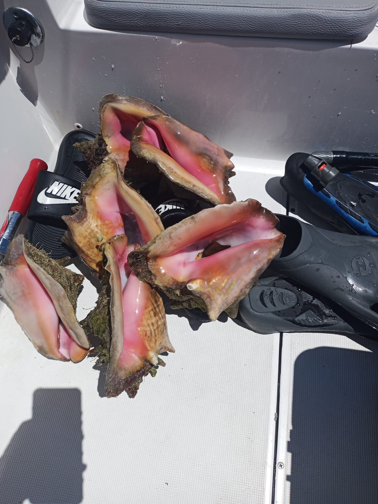 Pink-lipped conch fresh from the shallows