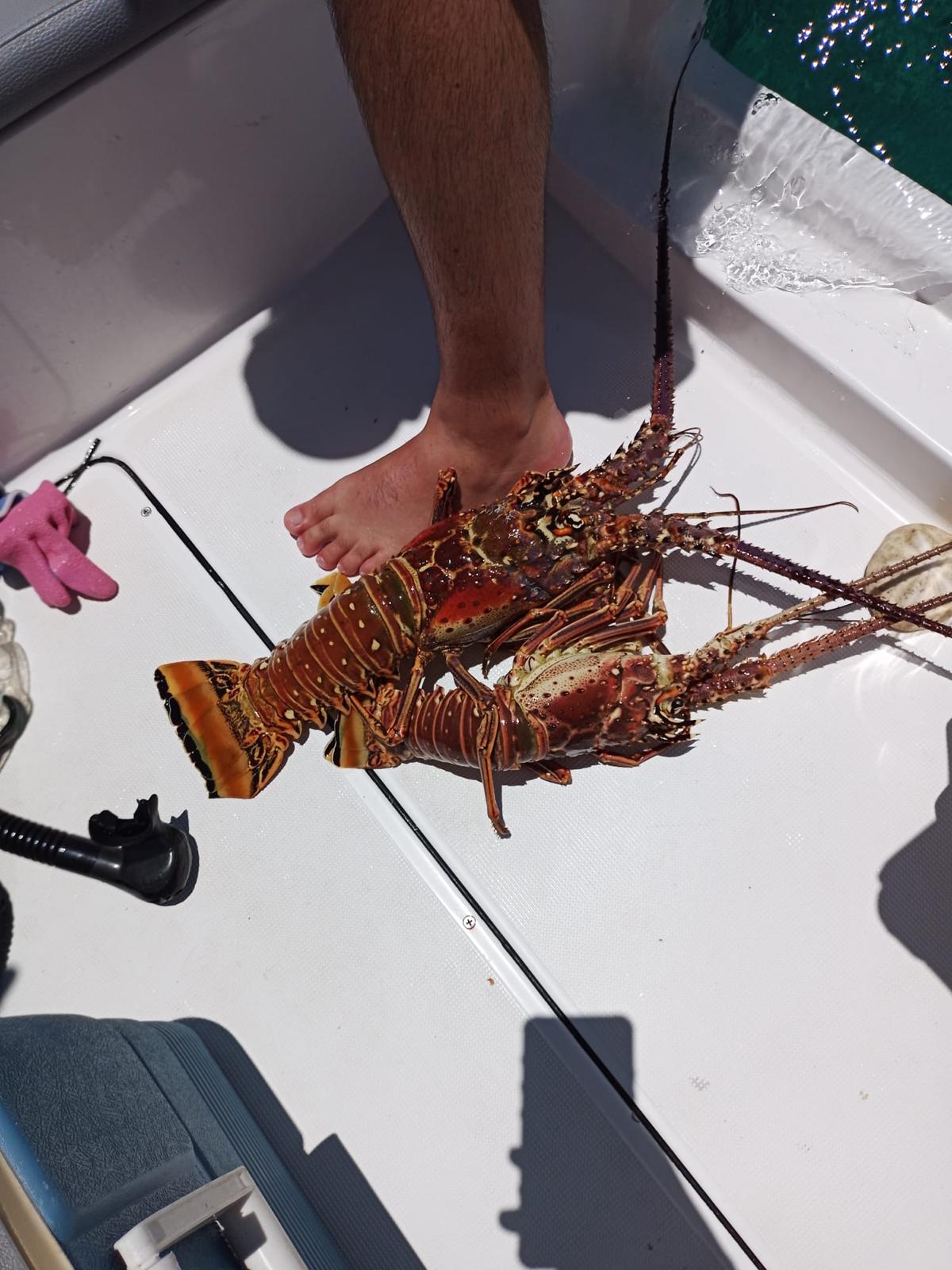 Fresh spiny lobsters on deck