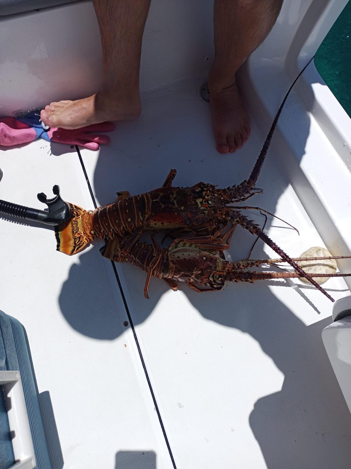 Pair of spiny lobsters fresh from the reef